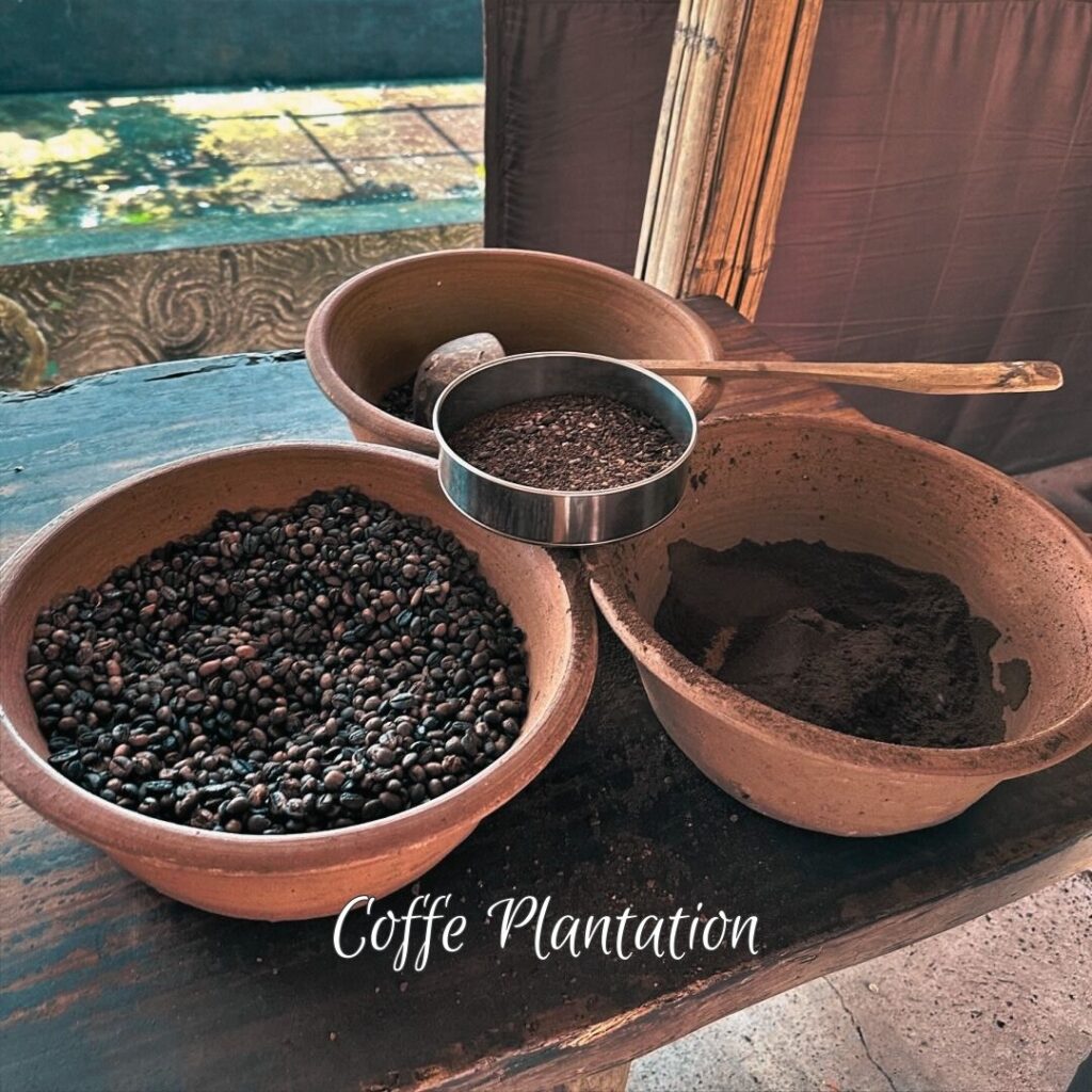 Coffe Plantation