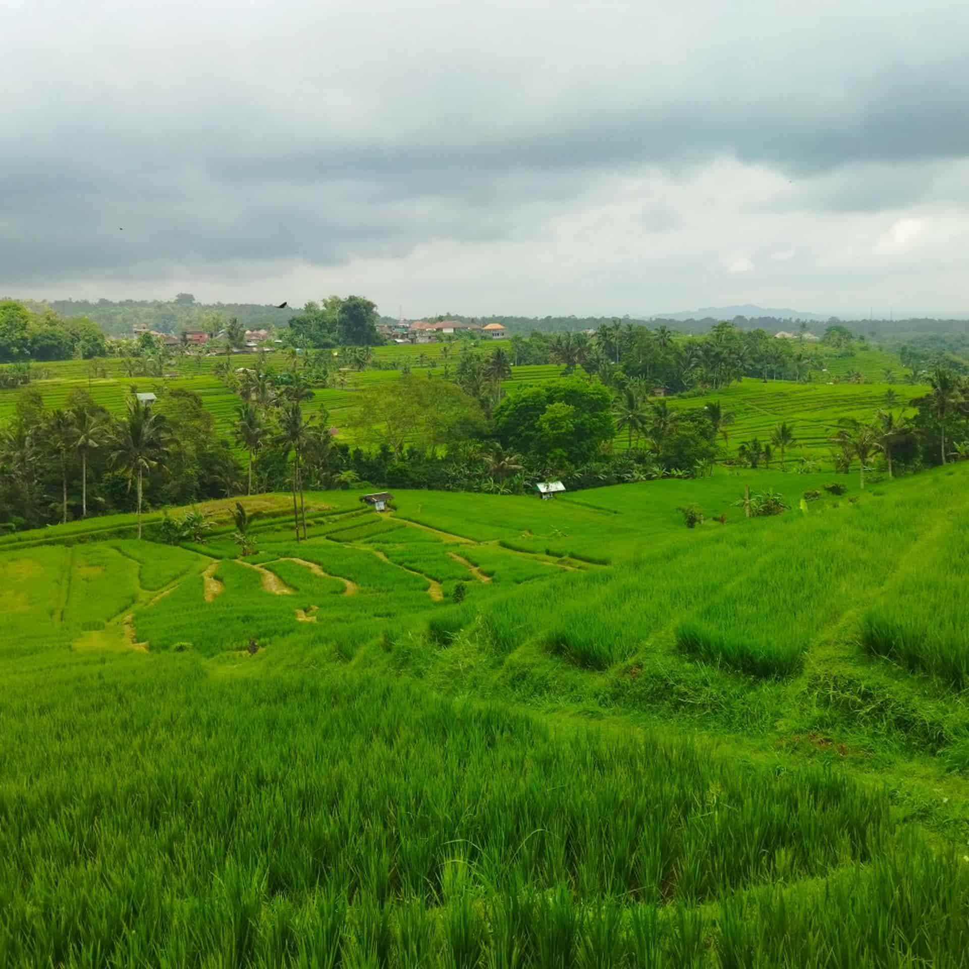 Trekking UNESCO Jatiluwih Rice Terrace