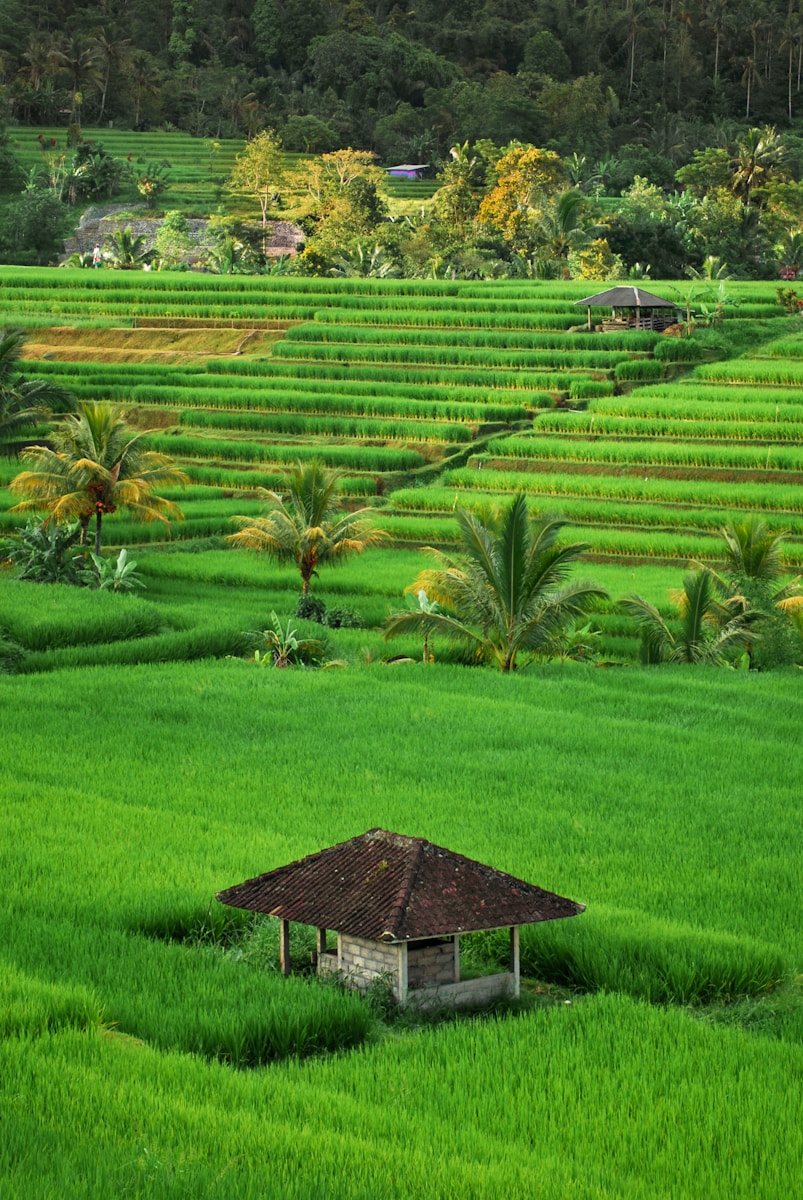 Tour Jatiluwih Rice Terrace Tabanan